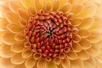 Blüte in Nahaufnahme