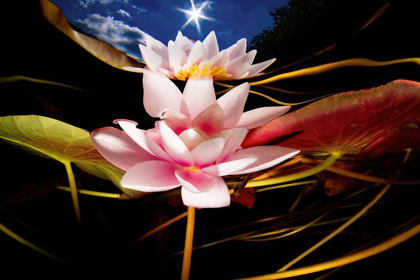 Reflection of a water lily by Filip Staes