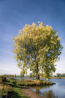 Herfstboom aan de Maas