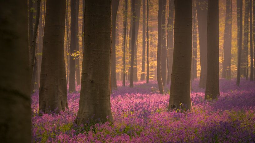 Hallerbos 1 von Geert Huyskens Photography