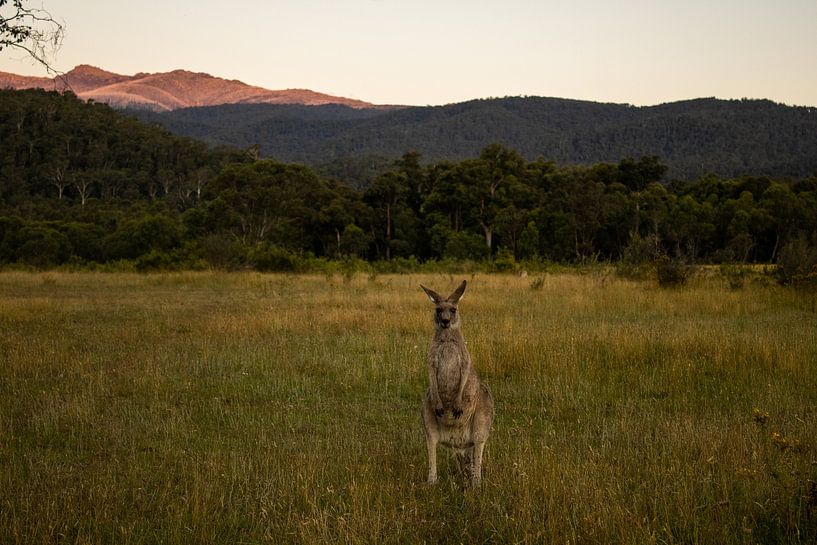Kangourou dans le parc national du Mont Kosciuszko par ellen