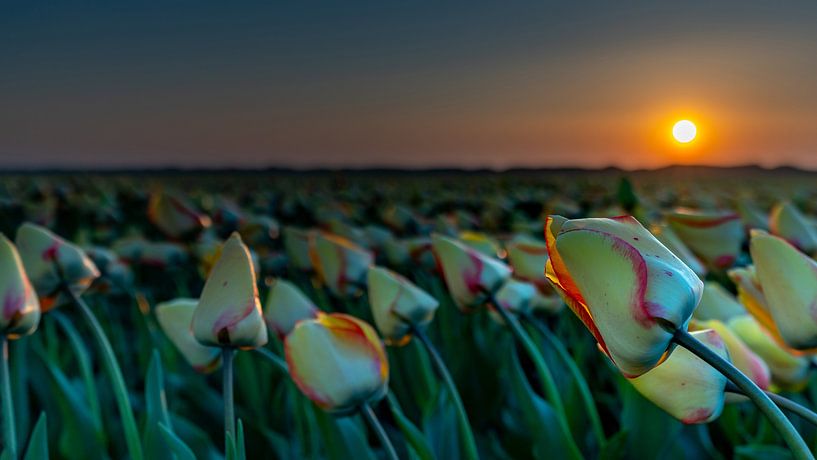 Tulpen auf Texel von Texel360Fotografie Richard Heerschap