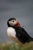 Portrait of a Puffin brushing its feathers