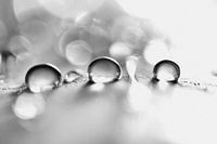 Black and white drops