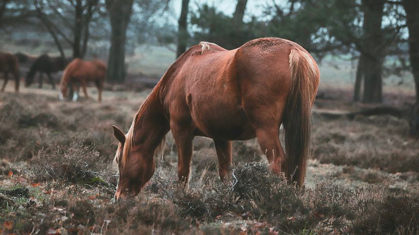 Wildpferde bei Planken wambuis, Ede Gelderland von AciPhotography
