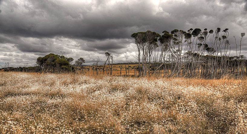 Tasmanië - Australie von Arthur de Rijke