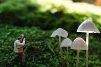 Miniaturfotograf fängt Pilze in einem mystischen Wald ein