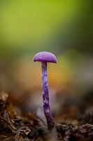 Amethyst-Pilz