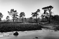 Mandefjild bij Bakkeveen in de winter, zwart-wit
