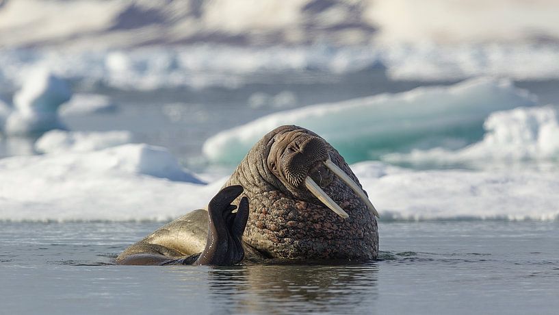 Hello by Joan Gil Raga