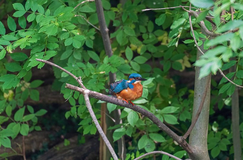 Le martin-pêcheur sur une branche par Merijn Loch