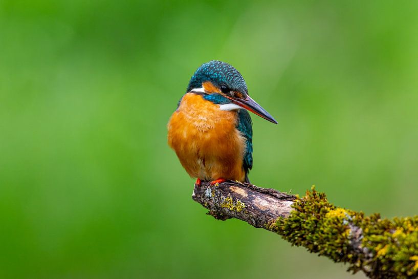 Kingfisher on his perch by Markus Weber