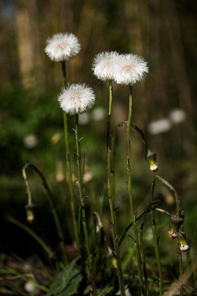 Löwenzahnblüten von Percy's fotografie