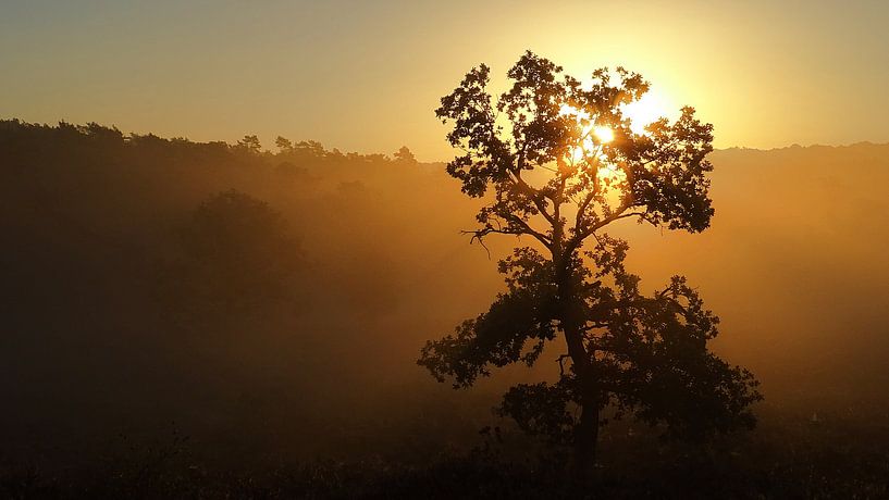 Goldener Baum von Daphne Photography