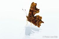 Schmetterling