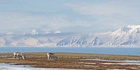 Rendieren op Spistbergen