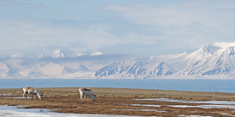 Rendieren op Spistbergen von LTDphoto