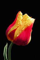 Yellow and red tulip