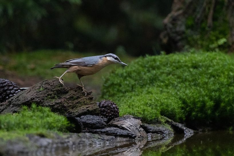 Treecreeper by @Unique