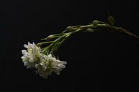 White blossom of an herb