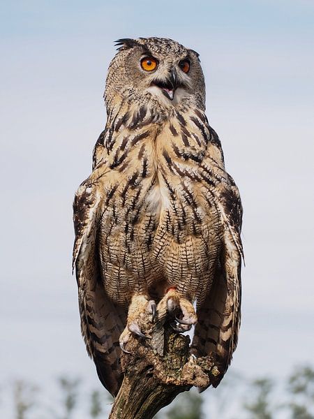 European eagle owl by Loek Lobel