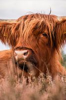 Subtle portrait of Scottish Highlander among the heather