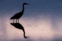 Sunrise of the Blue Heron 