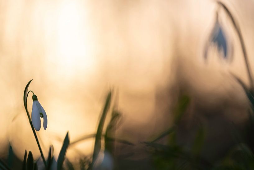 Schneeglöckchen bei Sonnenuntergang | Goldglanz von Nanda Bussers