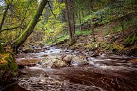 Die Hoëgne im Herbst