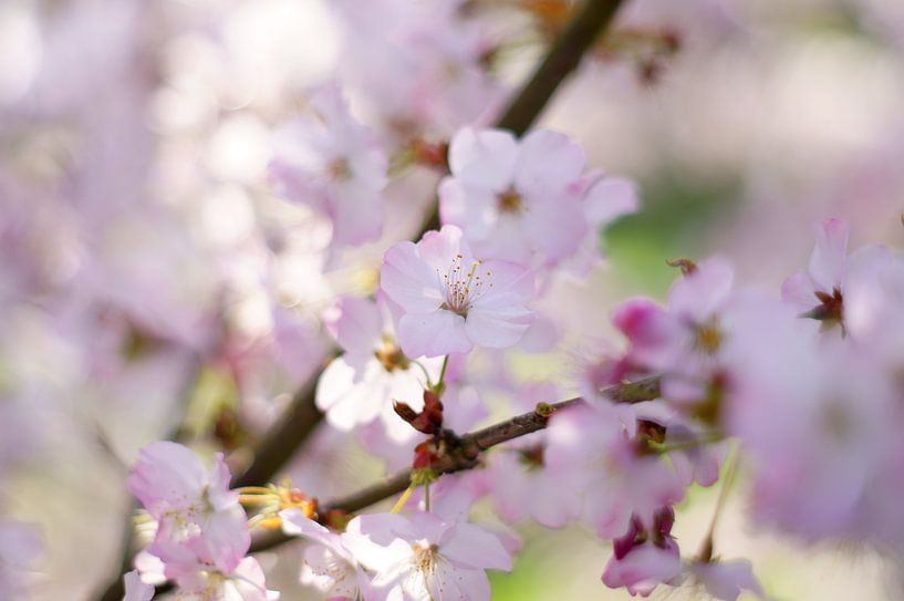 Rosa Blüte im Frühling in den Niederlanden von Discover Dutch Nature
