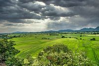 Rizières en saison des pluies