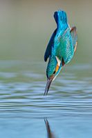 Kingfisher - In a flash