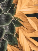 Sunflower in detail