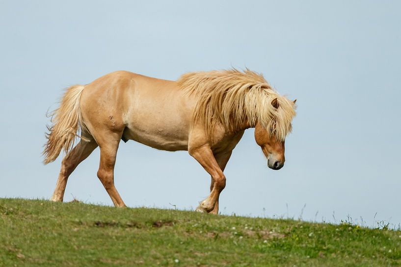 Islandpferd von Menno Schaefer
