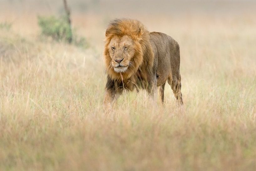 Im Einsatz! von Robert Kok