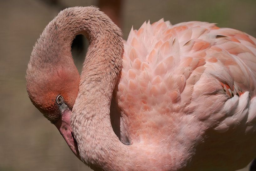 Pink by Eric Fotografie