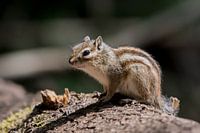 Siberian ground squirrel in the sun