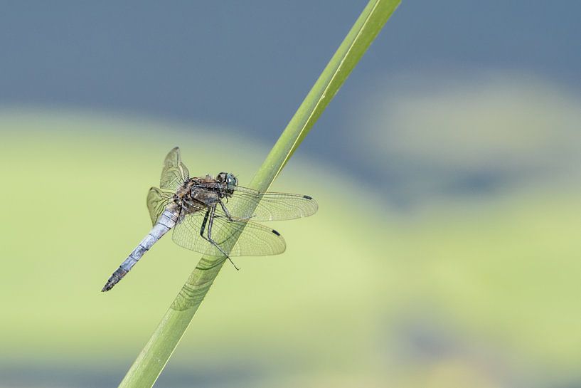 Libel op gras von Ronald van Emmerik