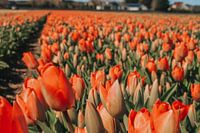 Les tulipes dans les polders