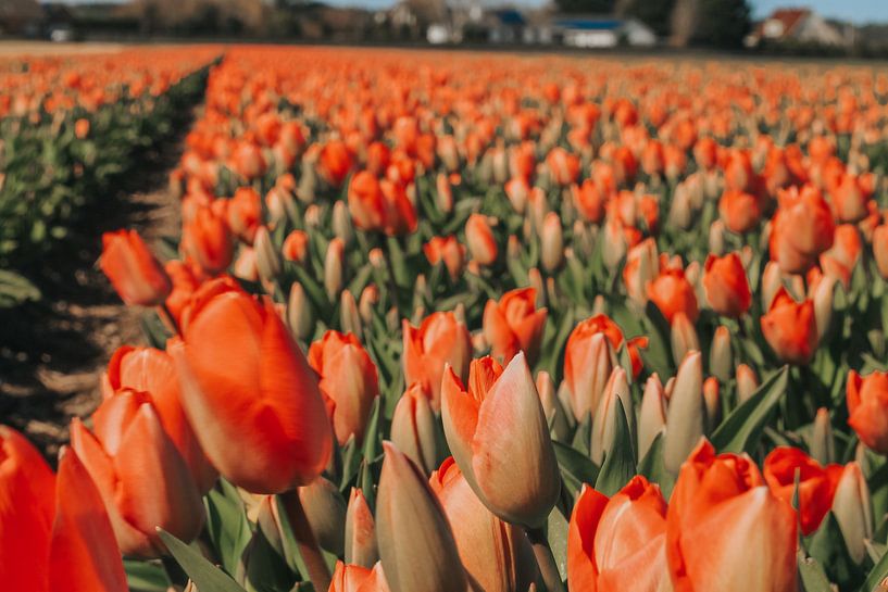 Les tulipes dans les polders par Maria elican