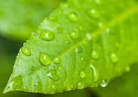 Regendruppels op blad