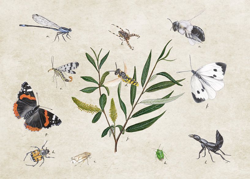 Saule blanc avec des insectes par Jasper de Ruiter
