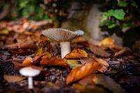 Mushrooms in the forest 01