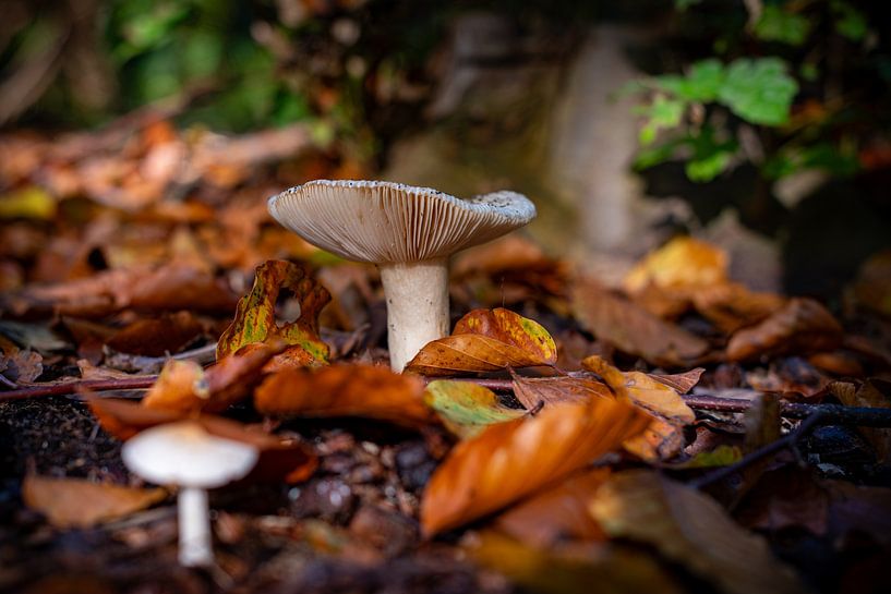 Champignons dans la forêt 01 par Arthur Bruinen