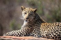 Léopard | Afrique du Sud | Parc Kruger
