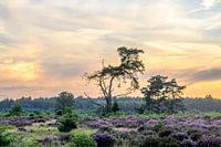 De heide bloeit, de zonsondergang roert zich
