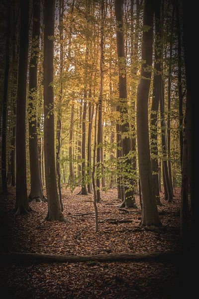 Le petit arbre parmi les grands arbres . par Robby's fotografie