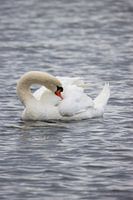 Swan in lake