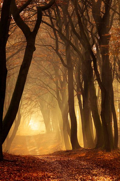 Speulderbos 19 par Deshamer