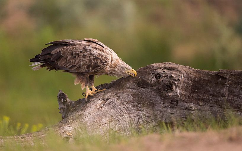 Pygargue à tête blanche sur une souche d'arbre par Michel de Beer